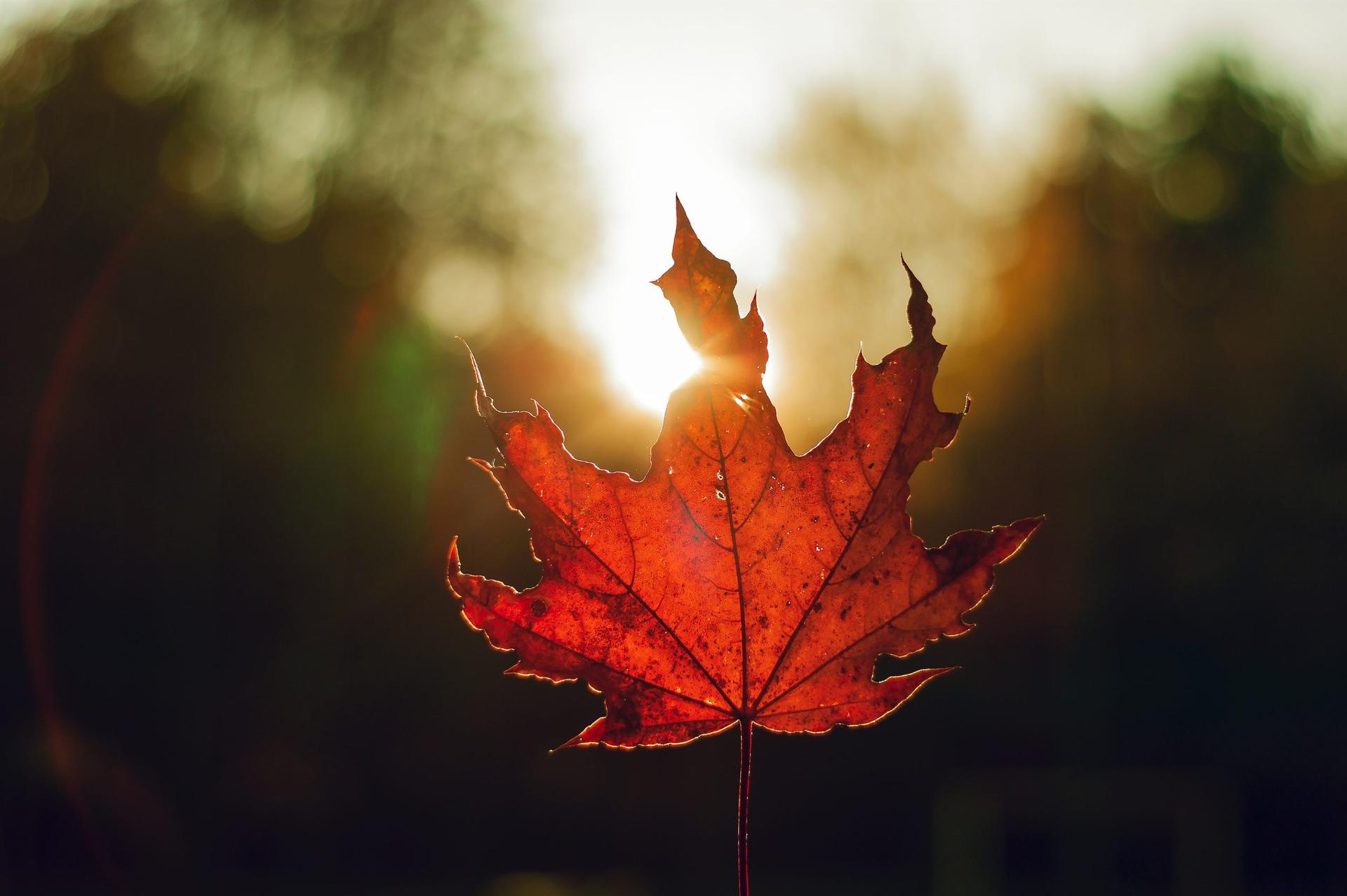 Happy Fall Ya’ll, Autumnal Equinox