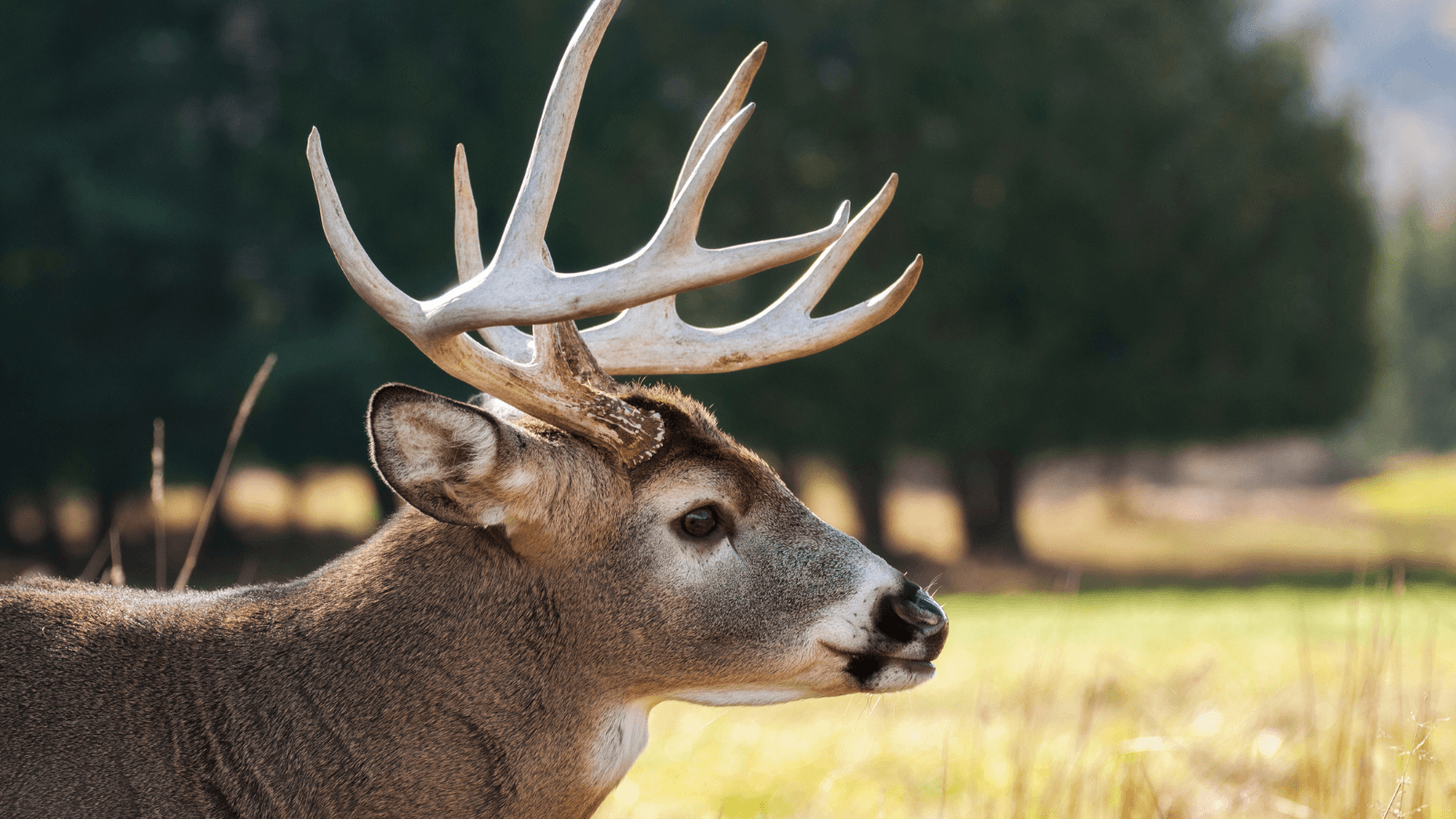 DNR confirms chronic wasting disease in Menominee County