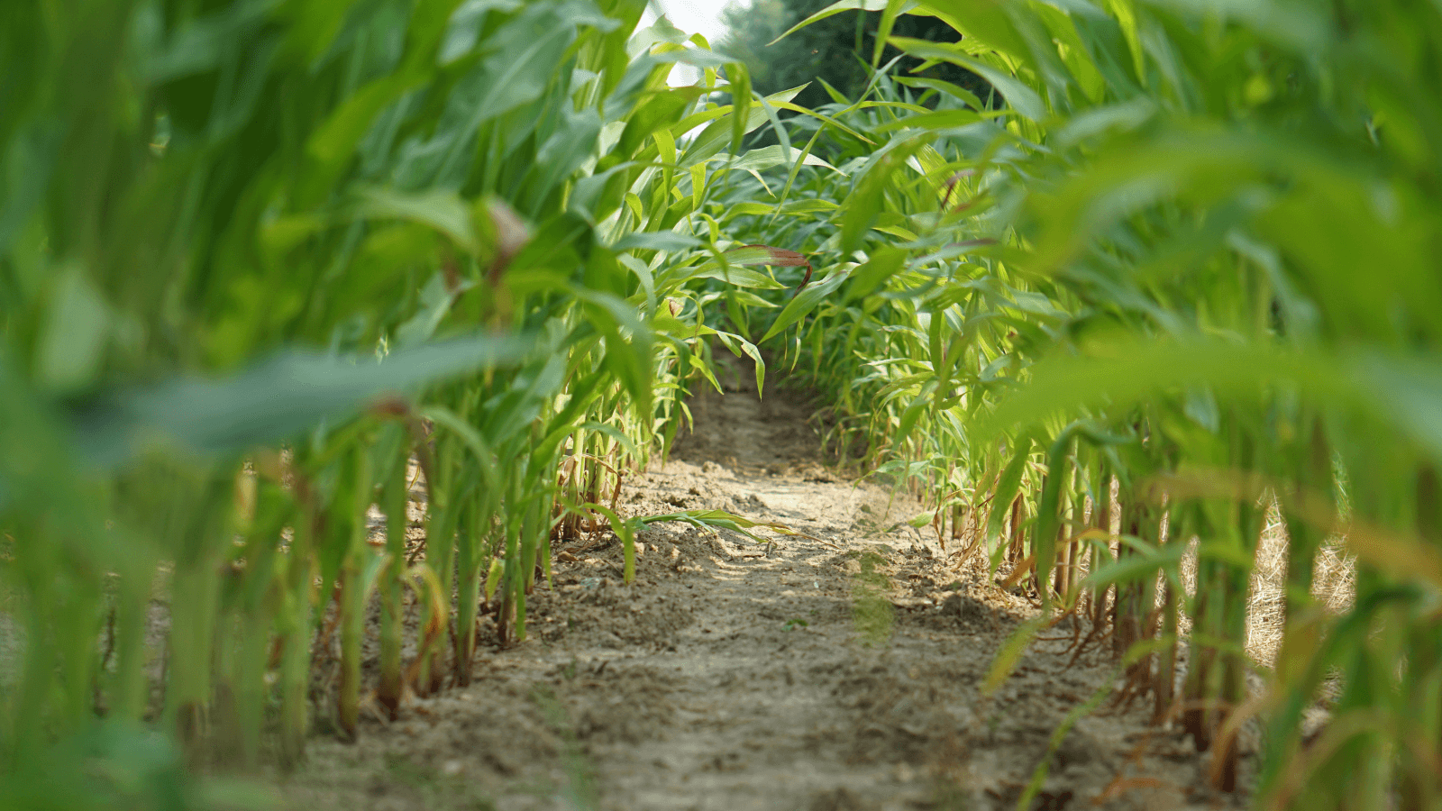 Project Seed Will Be In Richland Center