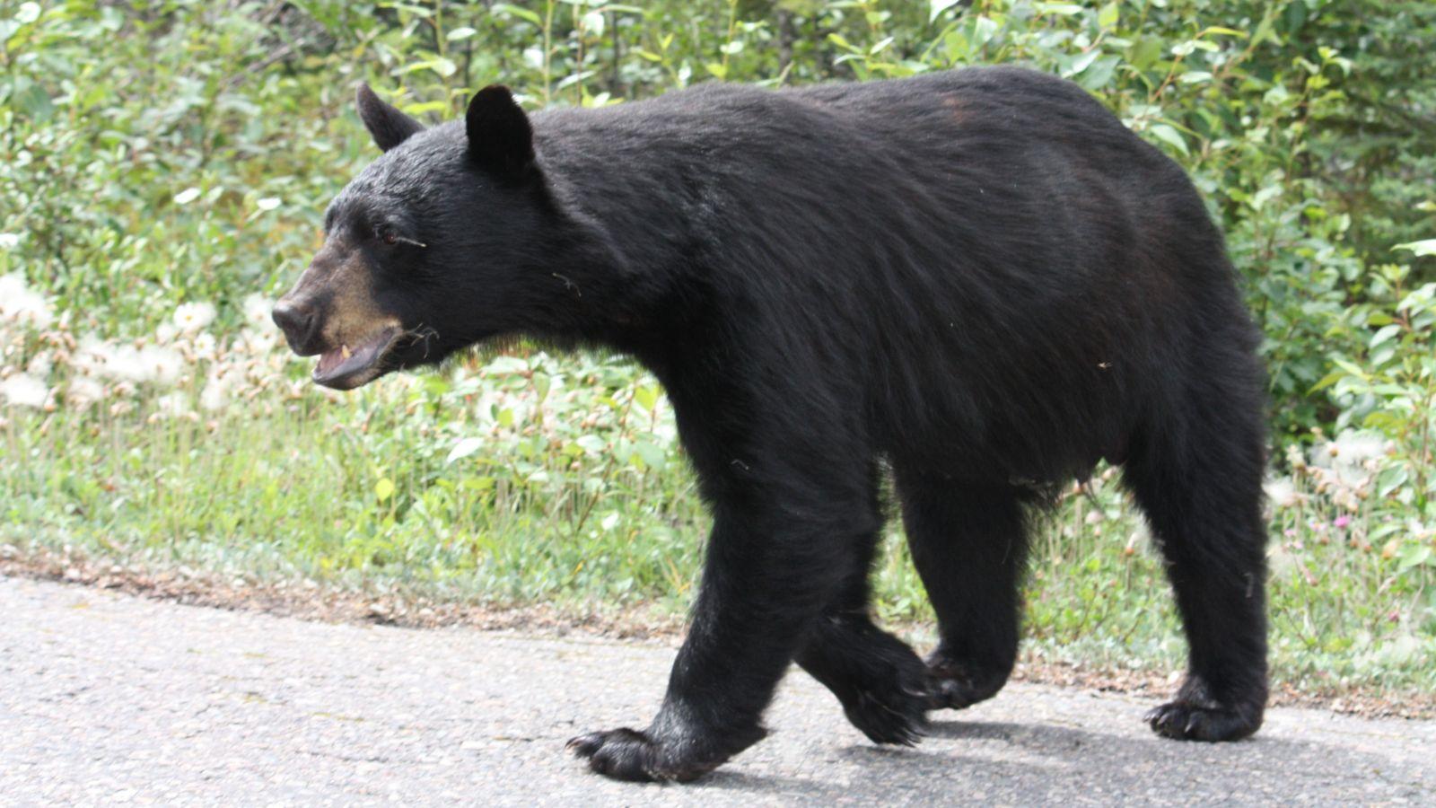 Residents should keep watch for black bears, Wisconsin DNR warns