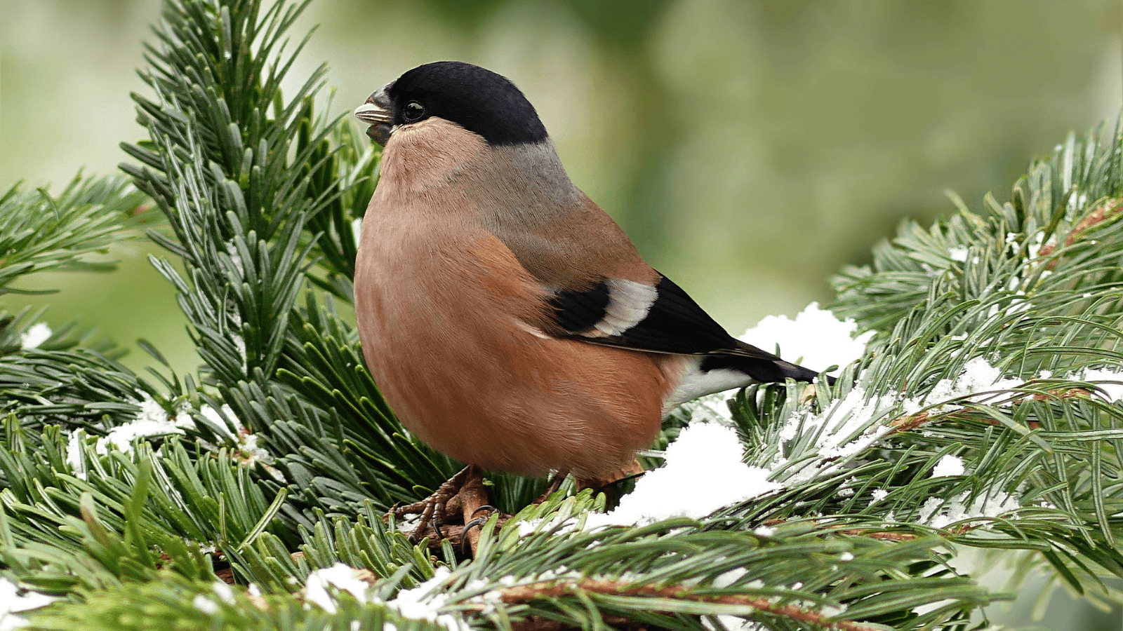 Recycle holiday trees with local organizations