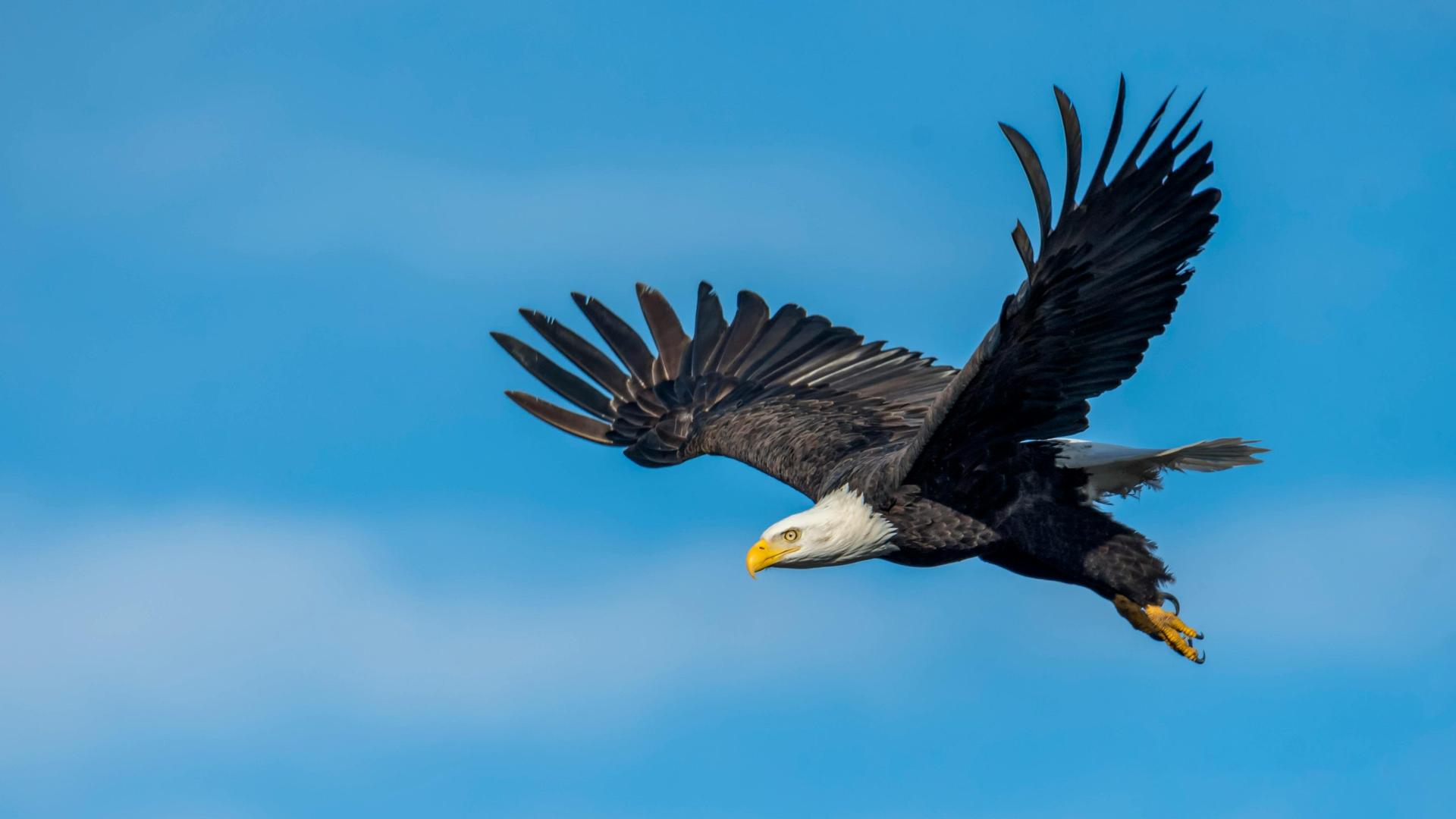 Show Your Love For Nature, Donate to Endangered Resources