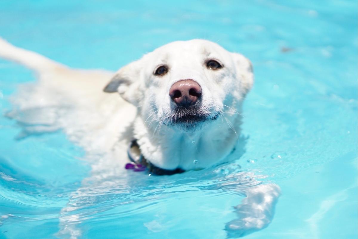Pooches in the Pool