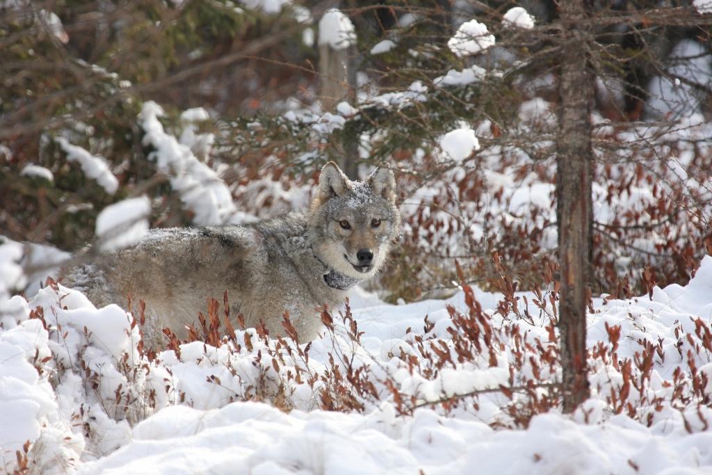 Hearing held on Republican bill to set wolf population number