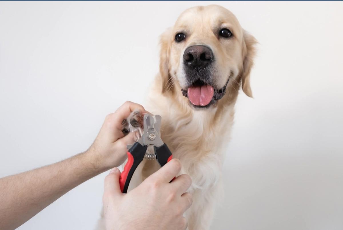 Nail Trim Fundraiser for Albert's Dog Lounge Rescue